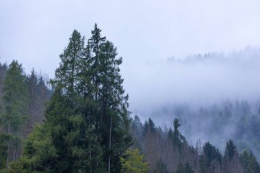 Çam ağaçları orman siluet fotoğraf arka plan stilize