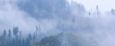 Çam ağaçları orman stilize fotoğraf pankartı arka planı