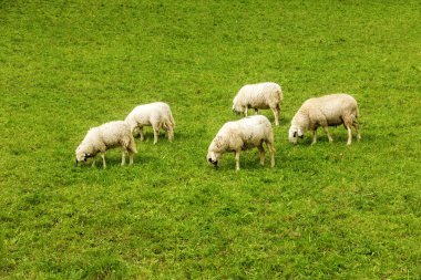 Koyun sürüsü yeşil çayırlarda özgürce yürüyor ve otluyor, eko çiftliği kavramı.