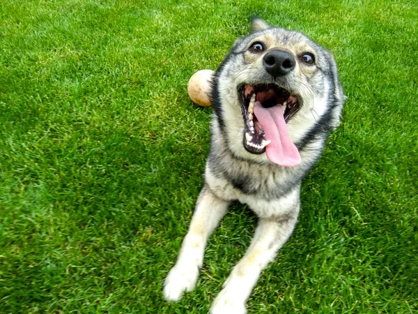 Hund Leker Utanför Leenden — Stockfoto