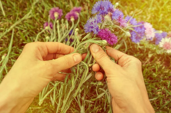 Vrouw Weven Krans Met Wild Blauw Paarse Korenbloemen Met Zonlicht — Stockfoto