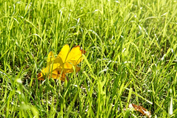 Autumn Leaf Grass Autumn Grass Background — Stock Photo, Image