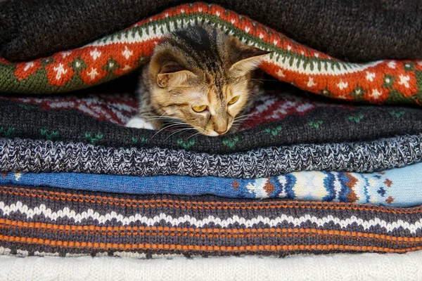 Cat on pile of knitted winter clothes. Stack of knitwear and cardigans