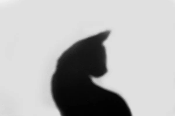 Sihouette Egy Macska Homályos Valós Képet Tükrözi Falon — Stock Fotó