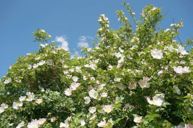 Çiçek açan köpek gül bush ile bahar arka plan