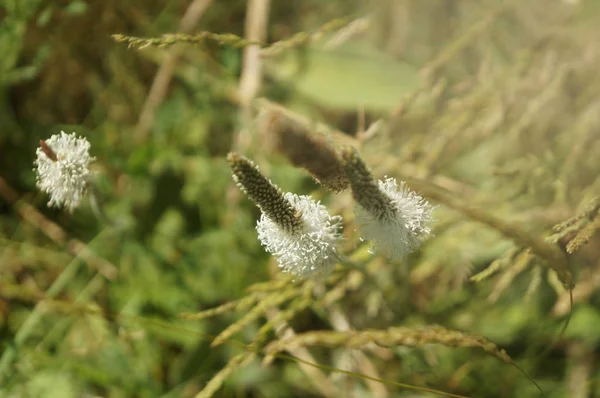 Broadleaf 질경이와 배경입니다 — 스톡 사진