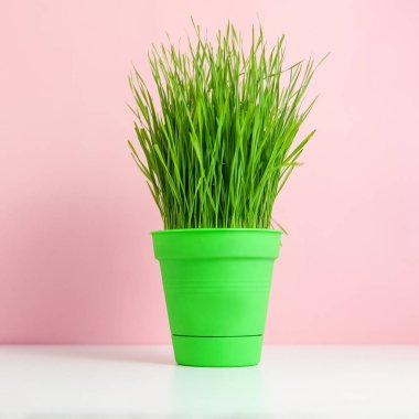 Pembe, minimal stil üzerinde bir tencerede yeşil çim ile bahar arka plan. Evde Bahçe