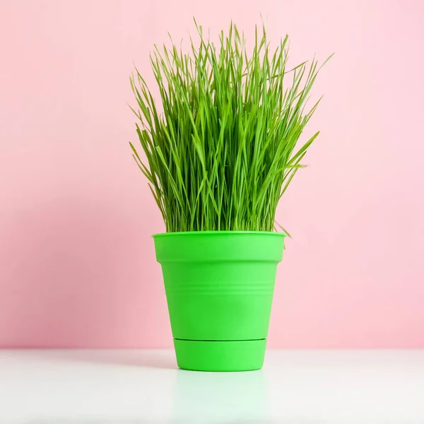 Våren Bakgrund Med Grönt Gräs Kruka Över Rosa Minimal Stil — Stockfoto