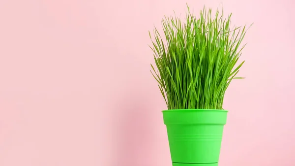 Våren Bakgrund Med Grönt Gräs Kruka Över Rosa Minimal Stil — Stockfoto