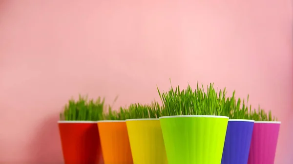 Våren Bakgrunden Grön Gräs Färgglada Krukor Över Rosa — Stockfoto