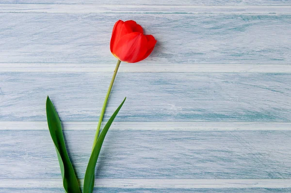 Ανοιξιάτικο Φόντο Πανέμορφα Λουλούδια Πάνω Από Ξύλινο Φόντο Πανό Ταπετσαρία — Φωτογραφία Αρχείου