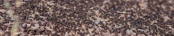 Αποικία Μυρμηγκιών Στο Δασικό Φόντο — Φωτογραφία Αρχείου