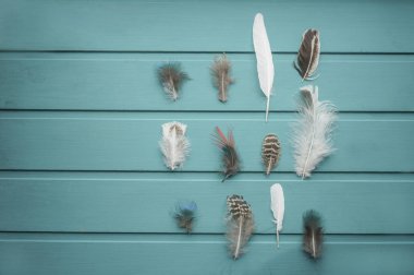 Ahşap arka planda birçok farklı tüy