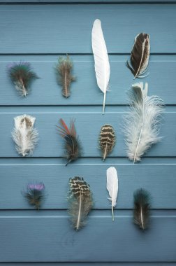 Ahşap arka planda birçok farklı tüy