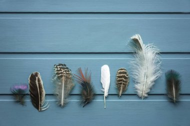 Ahşap arka planda birçok farklı tüy