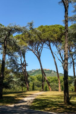 Pinia ile İtalyan Parkı, İtalyan çam ağacı manzara