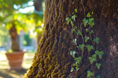 Avrupa Parkı, eski ağaç kabuğu üzerinde doğal arka plan yeşil bitki güzel sahne. Montecatini Terme Spa