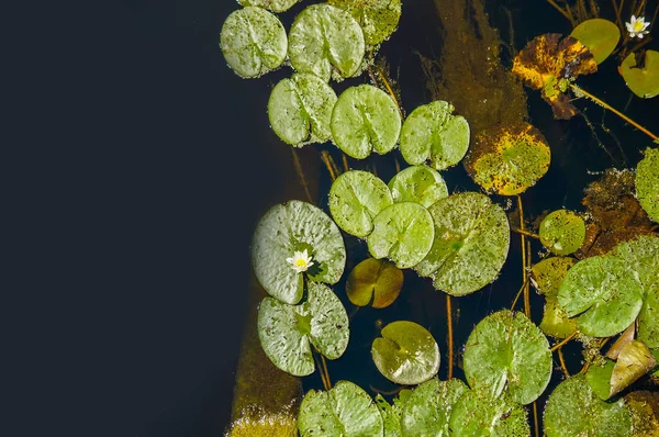 Vodní Lilie Pozadí Rybníka Pohled Shora Pohled Shora — Stock fotografie