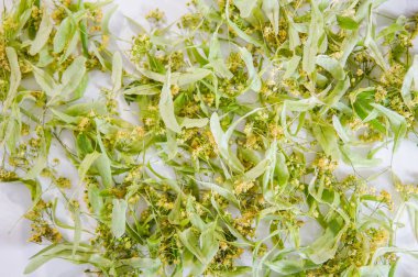 Beyaz arkaplanda ıhlamur çiçekleri