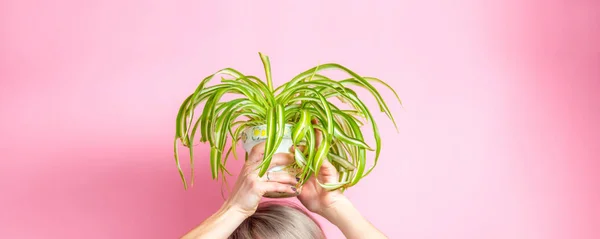 Crazy plant woman concept. Woman holding home plant over head, copy space, pink background