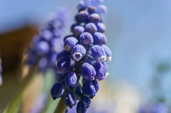 Fiori Blu Topo Giacinto Muscari Giardino Dettaglio Profondità Vista Poco — Foto Stock