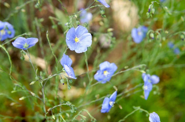 Bela Flor Linho Primavera Azul — Fotografia de Stock