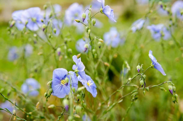 Hermosa Flor Lino Azul Primavera — Foto de Stock