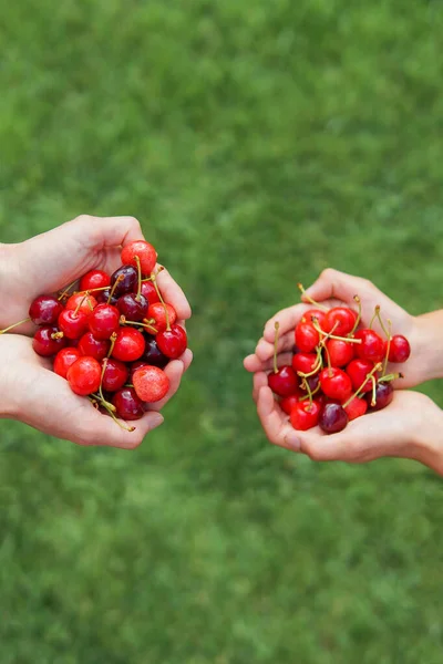 Puñado Bayas Maduras Familia Con Cerezas Sus Manos Sobre Hierba — Foto de Stock