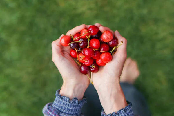 Manos Sosteniendo Bayas Frescas Sobre Fondo Verde Natural — Foto de Stock