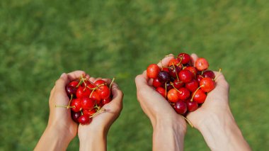  Bir avuç olgun çilek. Yeşil çimlerin üzerinde kirazlı bir aile