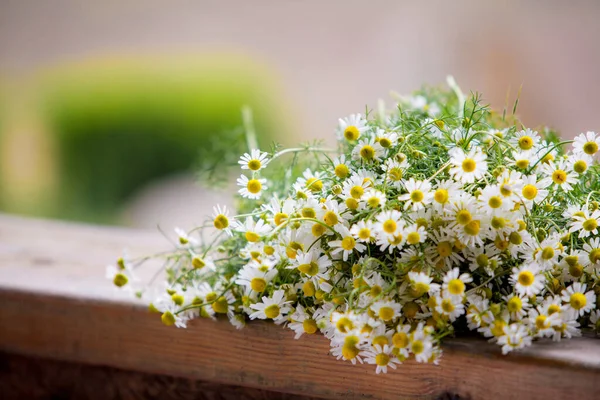 Kamille Bloemen Een Houten Achtergrond — Stockfoto