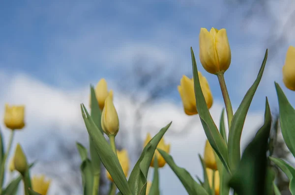 Yellow Tulips Blue Sky Toned Pale Image — Stock Photo, Image