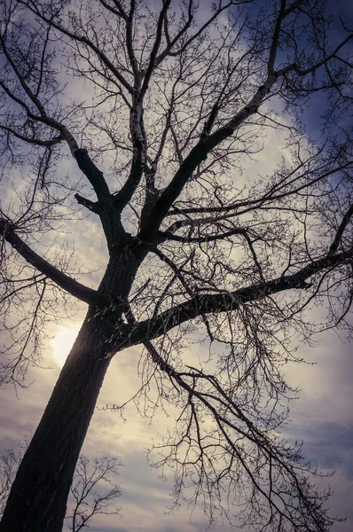 Akşam Gökyüzünde Çıplak Bir Ağacın Silueti — Stok fotoğraf