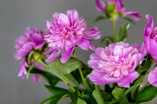 Pink Peony Gray Wall — Stock Photo, Image