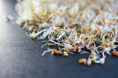 Mutfaktaki siyah yüzey üzerindeki taze lahanaların en üst görüntüsü. Tohumlar filizlendi. Sağlıklı yeme kavramı