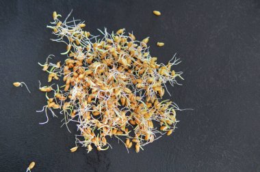 Mutfaktaki siyah yüzey üzerindeki taze lahanaların en üst görüntüsü. Tohumlar filizlendi. Sağlıklı yeme kavramı