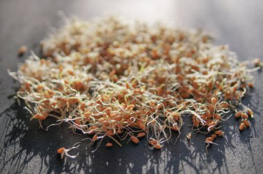 Mutfaktaki siyah yüzey üzerindeki taze lahanaların en üst görüntüsü. Tohumlar filizlendi. Sağlıklı yeme kavramı