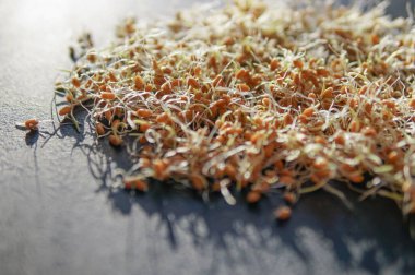 Mutfaktaki siyah yüzey üzerindeki taze lahanaların en üst görüntüsü. Tohumlar filizlendi. Sağlıklı yeme kavramı