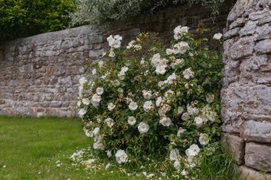  İngiltere 'nin kırsal kesimlerinde huzurlu doğa manzarası, kırsal cazibe ve sükunet, miras, seyahat ve huzurlu yavaş yaşam 