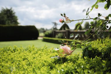 Çimleri ve bitkileri olan büyüleyici bir kale bahçesi. Manikürlü çimenler, bitkiler ve arka planda tarihi mimari. Seyahat, miras ve huzurlu manzarayı resmetmek için mükemmel. Ebedi güzellik ve huzur içinde geri çekilme