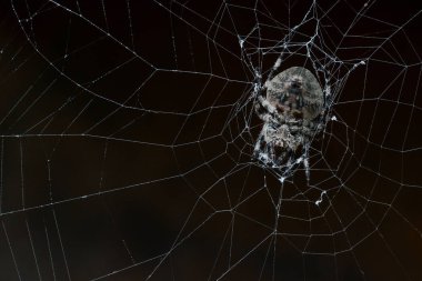 örümcek web üzerinde oturan diğer böcekleri avlar