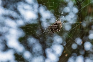 örümcek web üzerinde oturan diğer böcekleri avlar