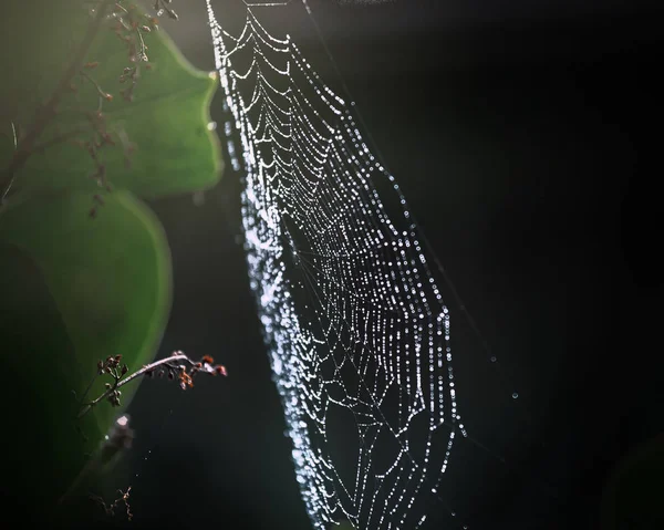 Telaraña Con Gotitas Rocío Mañana — Foto de Stock