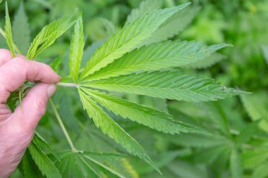 Vahşi Mançurya marihuanası yaprakları