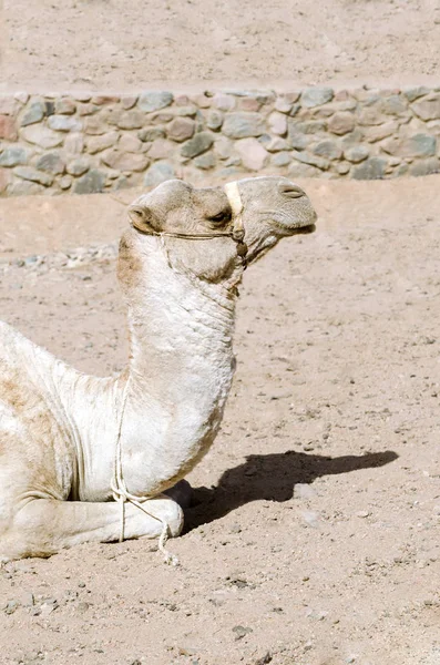 Cammello Giace Sulla Sabbia Ritratto Cammello — Foto Stock