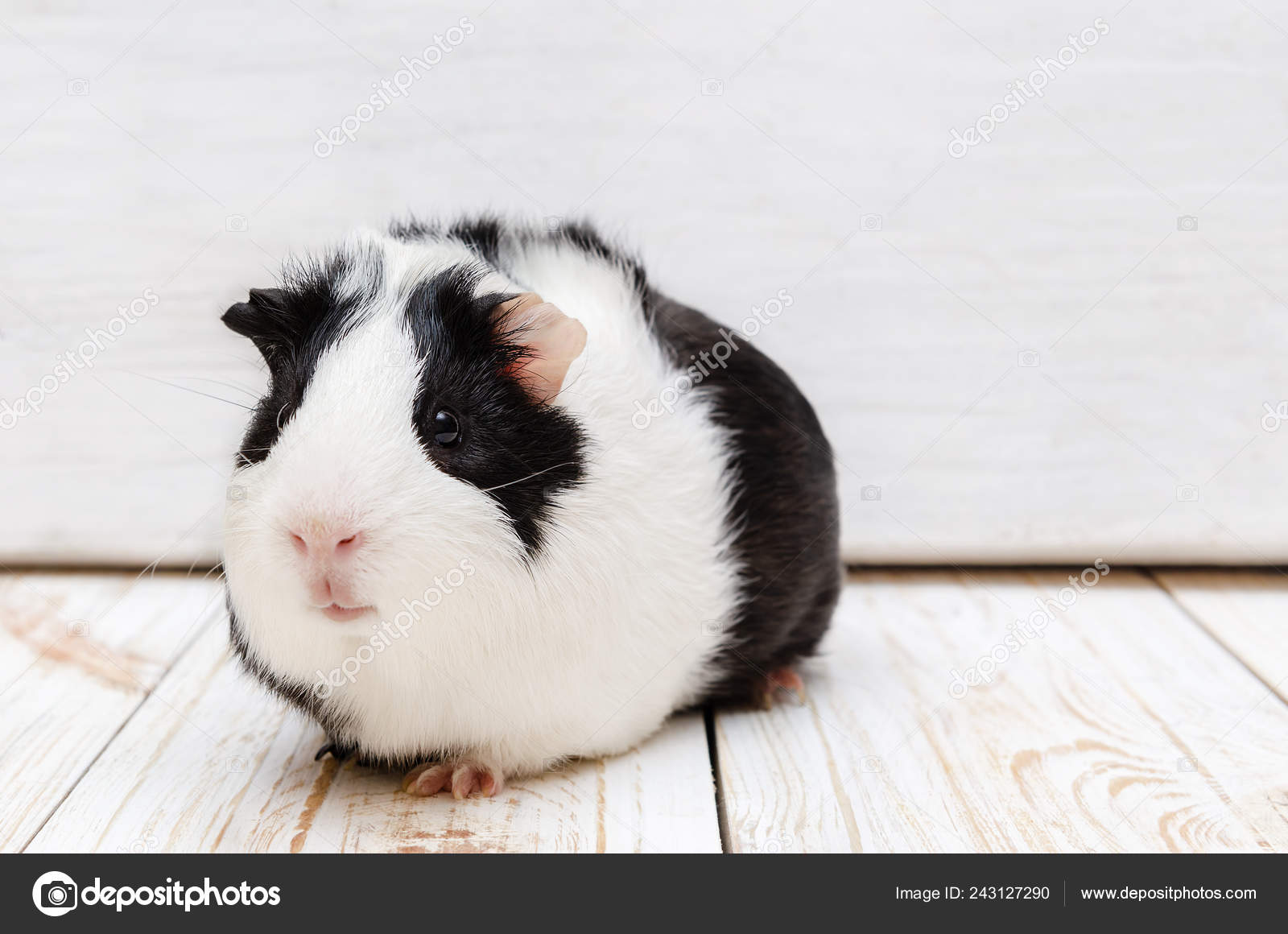 guinea pig black white