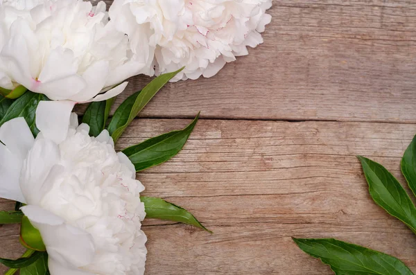 木製の背景に大きな白い牡丹の花 — ストック写真