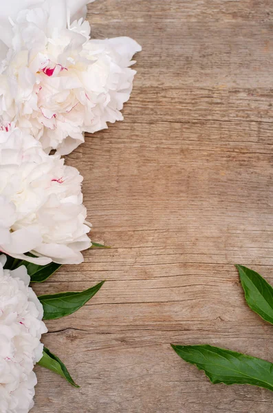 Duży Biały Piwonia Kwiat Podłoże Drewniane — Zdjęcie stockowe