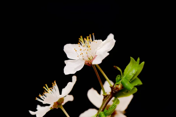 Kersen Branch Blossom Wit Zwarte Achtergrond — Stockfoto