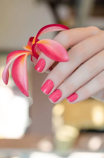 女性手与粉红色的指甲设计举行粉红色的弗兰基帕尼花 — 图库照片